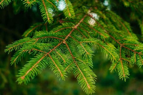 Green Pine Tree Leaves Texture Stock Image Image Of Light Botanic