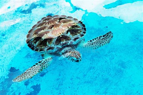 Hawksbill Sea Turtle Eretmochelys Imbricata Is Critically Endangered