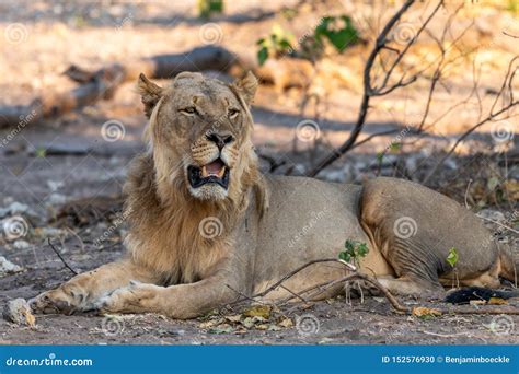 Male Lion In Chobe National Park In Botswana At The Chobe River Stock