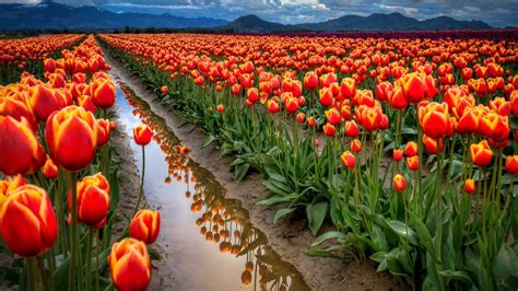 Orange Tulip Flower Field Flowers Tulips Reflection Hd Wallpaper