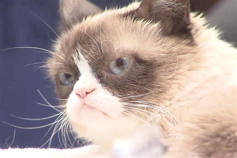 internet sensation grumpy cat has died at age 7 citynews toronto