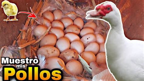 Hago Que Un Pato Incube Huevos De Gallina Youtube