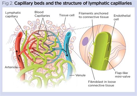 The Lymphatic System 1 Structure Function And Oedema 2022