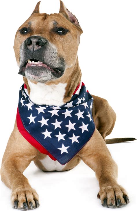 25 dogs celebrating Flag Day - Dogtime