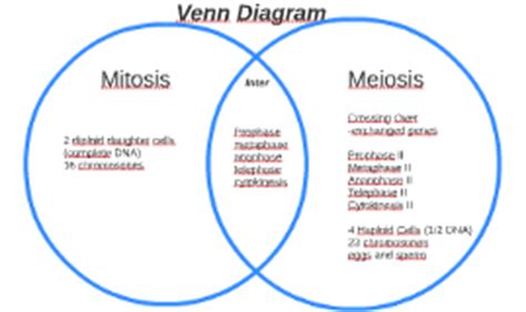 Meiosis Diagram Simple Wiring Diagram List