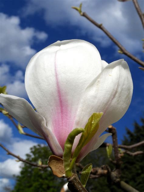 Fotos Gratis árbol Naturaleza Blanco Pétalo Florecer Arbusto