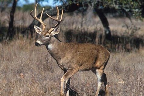 s c deer hunting accident kills dad 9 year old daughter