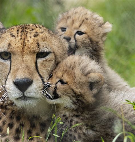 We Have Surpassed 200 Cheetah Cubs Fossil Rim Wildlife