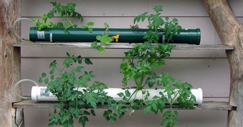 Ingin coba dengan sistem hidroponik? Cara Bertanam Hidroponik Sayuran Sederhana di Rumah ...