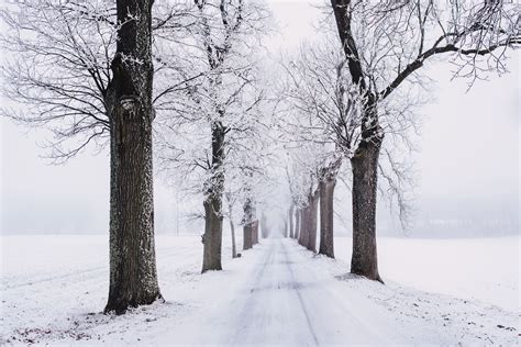 Snowy Pathway Surrounded By Bare Tree · Free Stock Photo