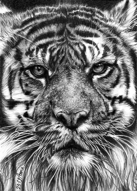 Tigerporträt Tiere Zeichnung vom Foto realistische Etsy de