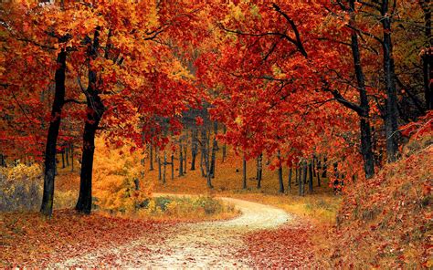 Autumn Forest Path Wallpapers Wallpaper Cave