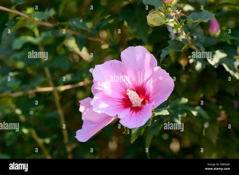 White Rose Of Sharon Flower Hi Res Stock Photography And Images Alamy