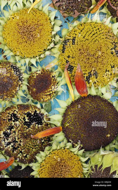 Helianthus Annuus Sunflowers Seedheads Drying Before Harvesting Seeds