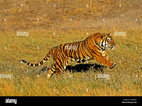 Bengal Tiger Panthera Tigris Tigris Adult Running Stock Photo Alamy