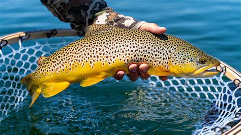 Learn To Trout Fish Backcountry Hunters And Anglers