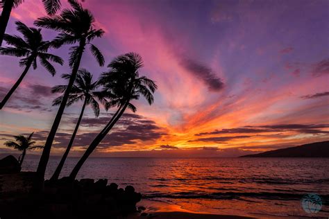 50 Palm Trees Sunset Wallpapers Hd High Quality Download