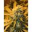 Blue Cheese Cannabis Strain – Feminized Seeds Autoflower  Faraway