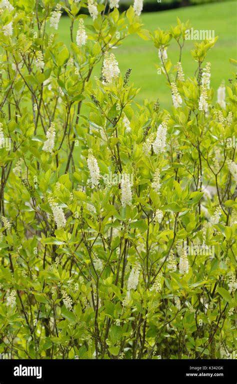 Sweet Pepper Bush Clethra Alnifolia Stock Photo Alamy