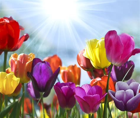 Click here for 65 inspirational hello spring quotes and flower sayings. 15 May Day Quotes