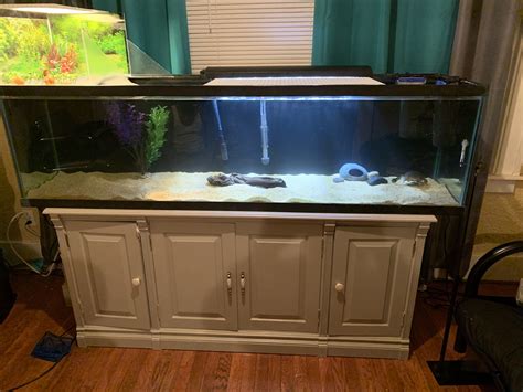 125 Gallon Aquarium For Two Red Ear Slider Turtles With Above Basking