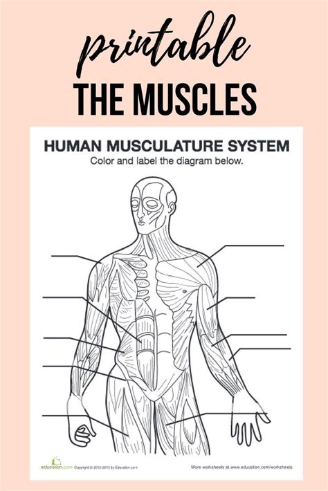 If you like human anatomy chart, you might love these ideas. Muscle Diagram | Muscle diagram, Human anatomy, physiology, Human body science