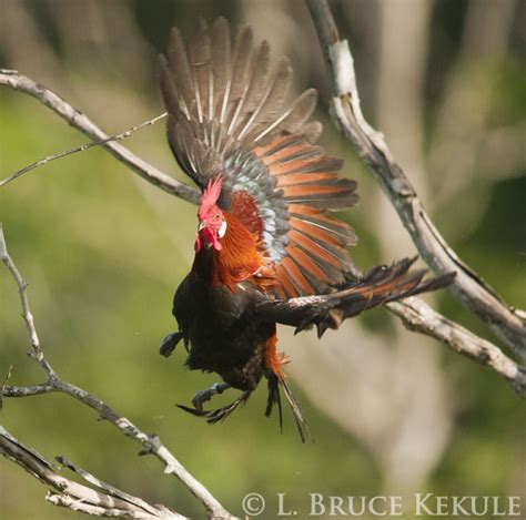 Red Jungle Fowl Wild Ancestor Of The Domestic Chicken Wildlife
