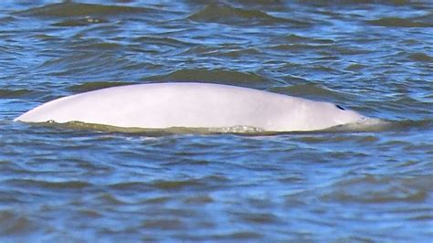beluga whale spotted again in river thames near gravesend uk news sky news
