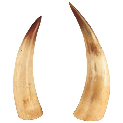 Captivating Pair Of Large Natural Horns At 1stdibs