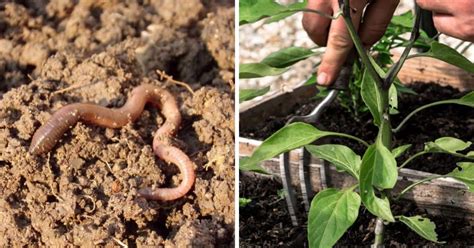 Types Of Garden Worms