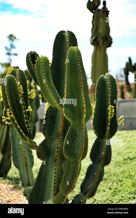 Euphorbia Ingens Cactus Plant In The Garden Under The Sun In Nijar
