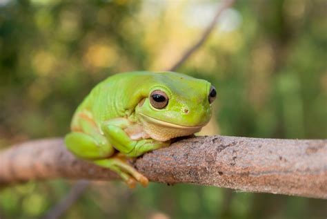 Green Tree Frog Australian Geographic