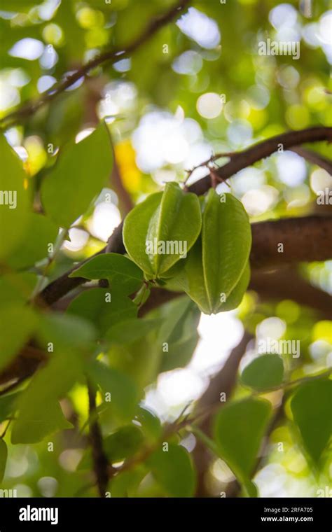 Starfruit In A Tree Growing Naturally Stock Photo Alamy