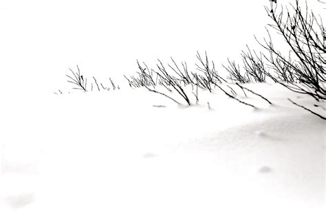 Free Images Branch Snow Winter Black And White Line Twig Sketch