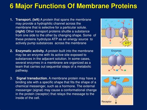 Channel proteins are integral proteins that allow specific molecules and ions to pass through the membrane by creating a pore. PPT - Cell Membrane Structure and Function PowerPoint ...