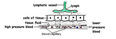 Lymphatic System Answers Wikieducator