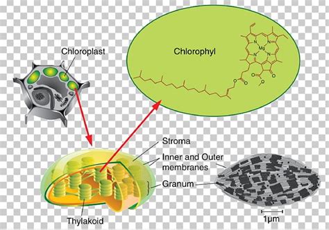 Chlorophyll A Chloroplast Photosynthesis Diagram Png Clipart Area My