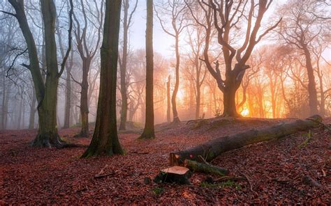 Landscape Nature Tree Forest Woods Autumn Fig Wallpapers Hd