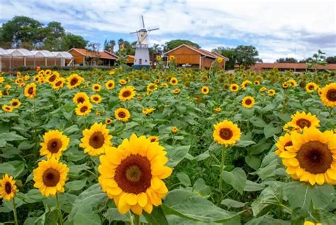 Campos De Flores Em Holambra Tudo Que Você Precisa Saber