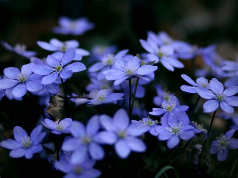 Natural Landscape Photography Small Blue Flowers Be Optimistic And