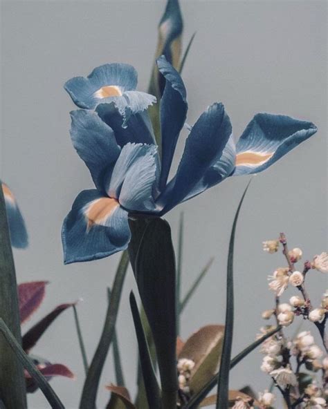 Pin By 𝐌𝐞𝐥𝐚𝐧𝐜𝐡𝐨𝐥𝐢𝐚 〄 On Fleur Flower Aesthetic Iris Flowers Flowers
