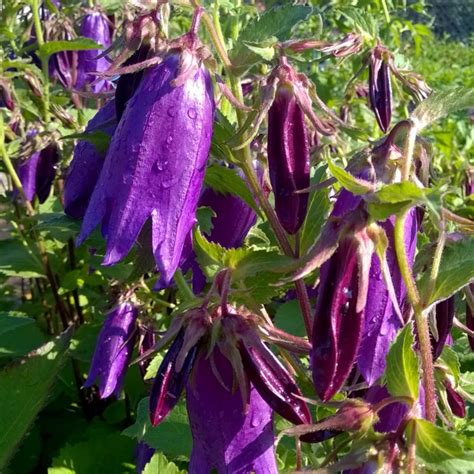 Campanula Purple Sensation Bell Flower Purple Sensation In