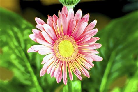 China Aster Flowers What Are Growing Conditions For China Aster