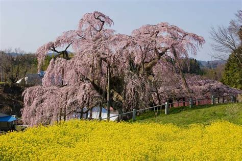 札幌 函館 旭川 帯広 釧路 北見 室蘭 青森 岩手 宮城 秋田 山形 福島 茨城 栃木 群馬 埼玉 千葉 東京 神奈川 新潟 山梨 長野 富山 石川 福井 岐阜 静岡 愛知 三重 滋賀. 福島の桜の名所百選・100選 1ページ目 | いつもNAVI