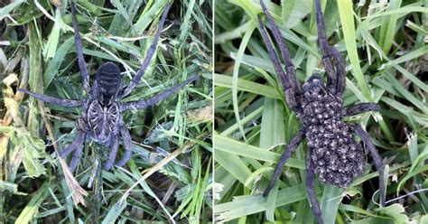 Woman Finds Wolf Spider Carrying Hundreds Of Babies In Her Garden 9gag