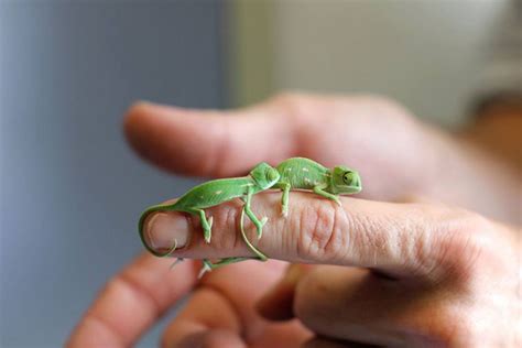 Cuteness Overload With Newly Hatched Baby Chameleons Create At Sydney