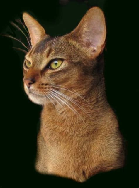 The abyssinian is a highly active cat that will demand your attention and affection. 11 Things You Most Likely Didn't Know About Abyssinian ...