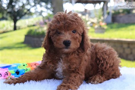 The wellness dog food brand offers an extensive variety of dog food & treats. Darlene: Goldendoodle puppy for sale near Philadelphia ...