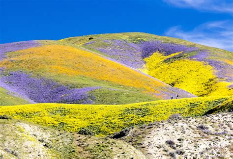 What You Need To Know About The Super Bloom At Carrizo Plain National