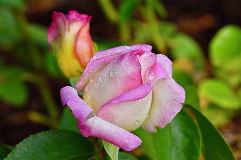 Dew Drop Rose Photograph By Garth Kirwin Fine Art America